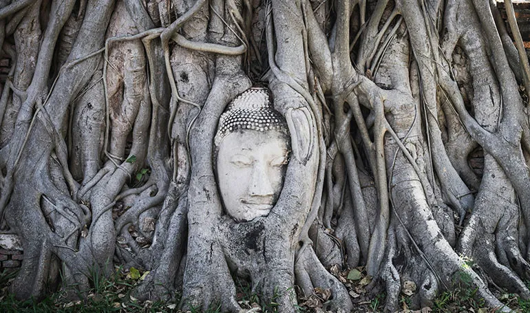 Cabeza de Buda entre raíces en Ayutthaya