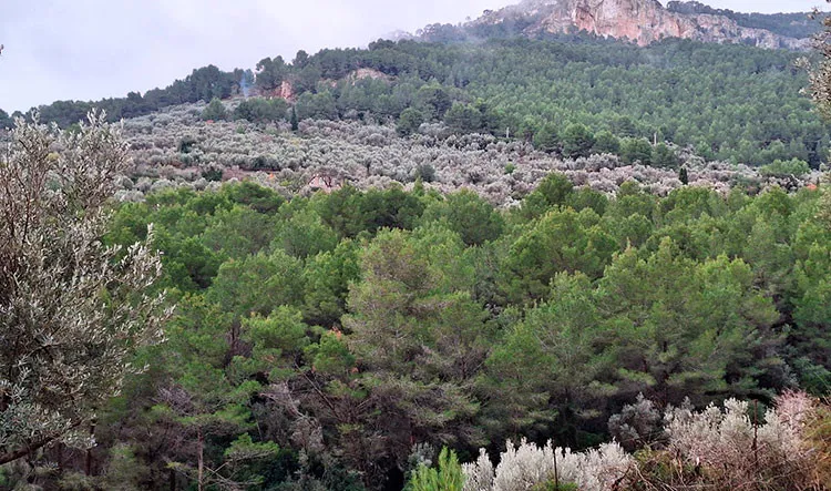 Ãšltimos tramos de la excursiÃ³n a SÃ³ller.