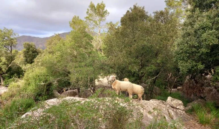 Grupo en la Volta a sa Moleta de Binifaldo
